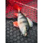 Fox Rage Ultra-Realistic Perch Replicant Fox Rage Ultra-Realistic Perch Replicant
