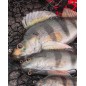 Fox Rage Ultra-Realistic Perch Replicant Fox Rage Ultra-Realistic Perch Replicant