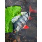 Fox Rage Ultra-Realistic Perch Replicant Fox Rage Ultra-Realistic Perch Replicant