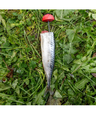 Zeck Pop-up Half Ball