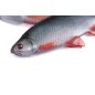 Fox Rage Ultra Natural Roach Fillet Fox Rage Ultra Natural Roach Fillet