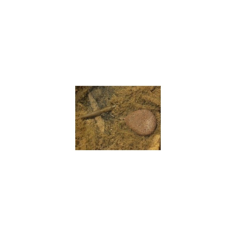 Korda Flat Pear Swivel Korda Flat Pear Swivel
