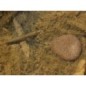 Korda Flat Pear Swivel Korda Flat Pear Swivel