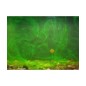 Korda Goo Korda Goo