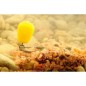 Korda Pop-Up Maize Korda Pop-Up Maize